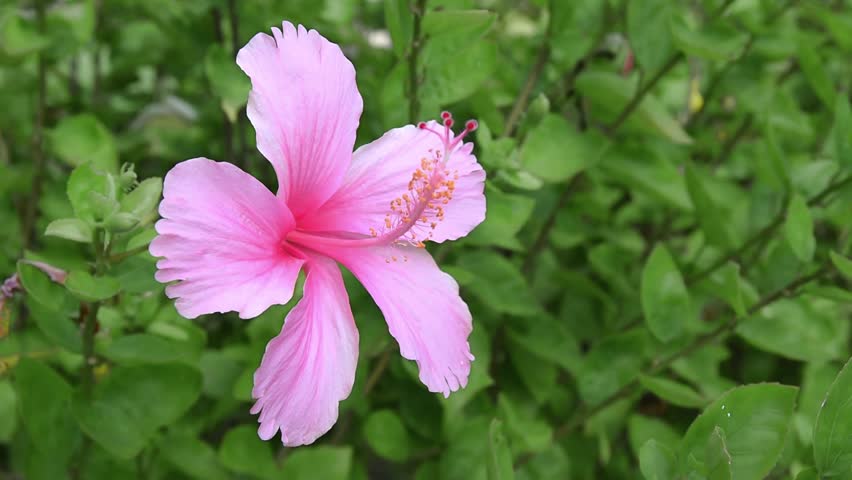 pink hibiscus flower gently swaying in the breeze against lush green leaves, hibiscus flower blooming in garden, ornamental plant bush, tropical nature, serenity and relaxation atmosphere