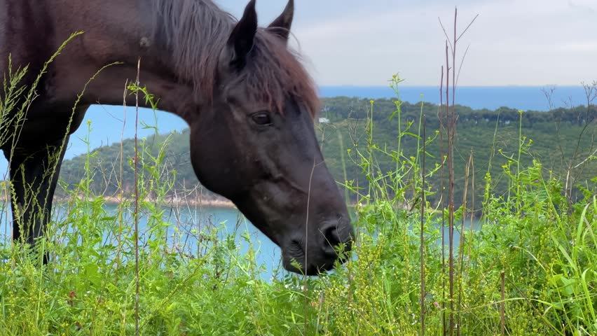 Side view: dark brown horse grazing on green grass on the Princes Islands in Istanbul - close up. Sea and coastal landscape in the background. Concept of rural life, freedom, nature, island atmosphere