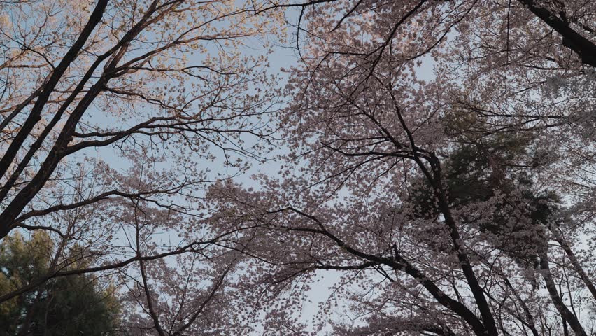 Blooming cherry blossom trees in Namsan Park Seoul South Korea during spring season. Soft pink sakura flowers creating a peaceful and scenic atmosphere.