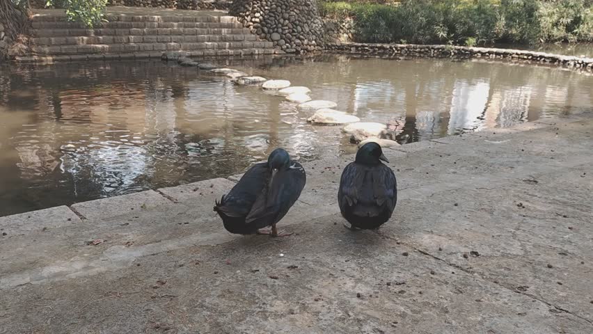 two sleeping ducks on the pond side of a park