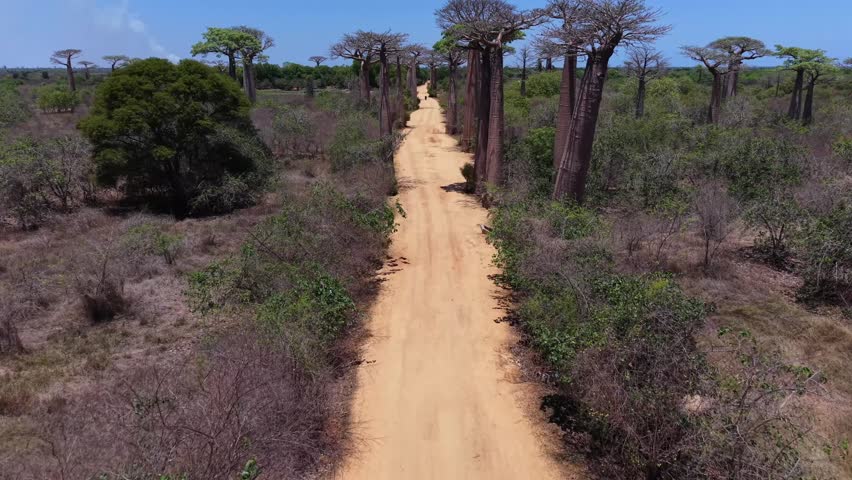 Dirt road winds through a baobab forest under clear blue skies. Giant, textured tree trunks line the path, creating a natural tunnel effect. Dry grasses and shrubs surround the trail