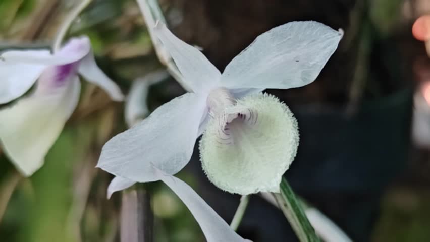 Pink orchid (Dendrobium aphyllum) in the garden