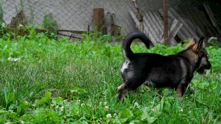 black dog running on grass near old rural house countryside scene 