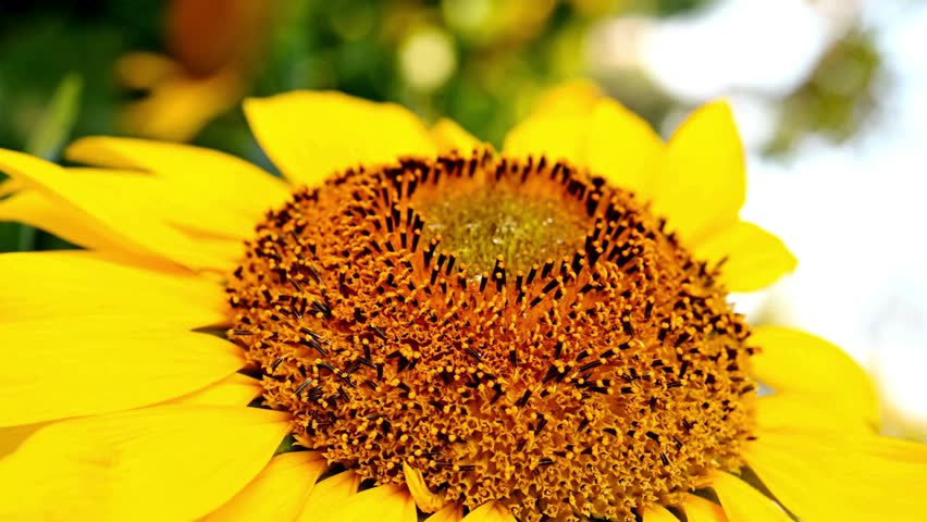 Close up of a yellow sunflower in full bloom with visible seeds and petals moving gently in the summer breeze outdoors