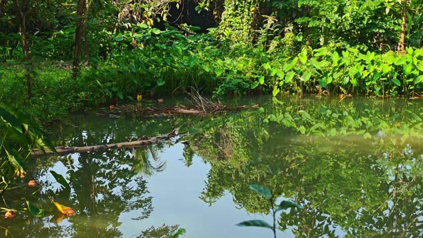 Pond, taro plant, in the garden, nature.