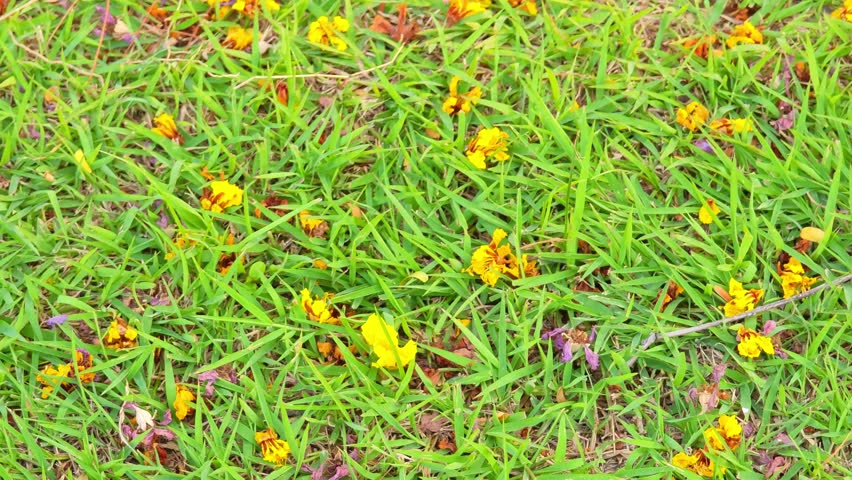 Yellow and orange flowers fell onto the green grass.