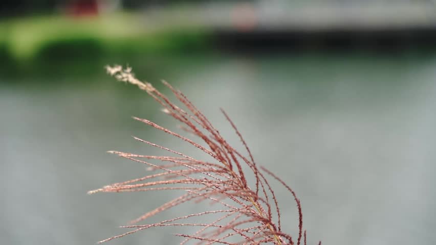 Lakeside Reeds Swaying in the Breeze Scenic Views