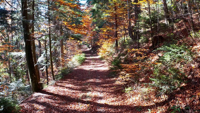 Filming from a drone flight of the forest and a path strewn with leaves in the Ukrainian mountains