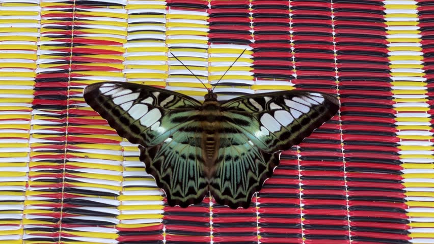 A large butterfly near a pond in Laos. A beautiful multicolored butterfly flapping its wings on a table. A butterfly with white spots in a lagoon in Wang Vieng. 4K