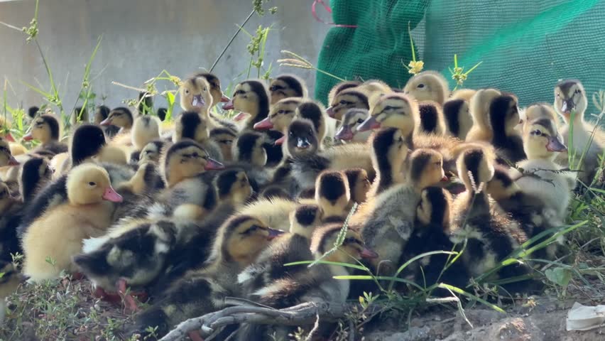 Young ducklings sit together as a small group on grass in the shade of a tree during a quiet resting moment outdoors. Young animals.