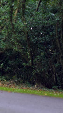 Road surrounded by trees in the countryside