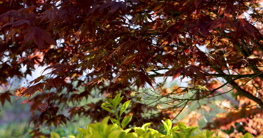  Japanese maple and Garden, Auvergne, France.