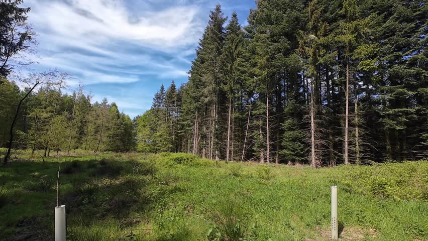 Wide shot of a vibrant green meadow at the edge of a tall pine forest under a bright blue sky, showing a serene natural landscape on a sunny spring day in Europe.