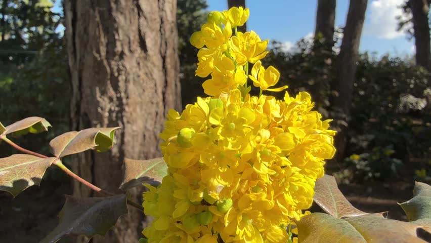 Oregon grape Mahonia aquifolium evergreen shrub with bright yellow flowers.