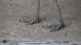 Video of legs and feet of an Emu in the Gladys Porter Zoo sanctuary in Brownsville TX. A distinct look. Wildlife Australia birds. Don Despain of Rekindle Photo