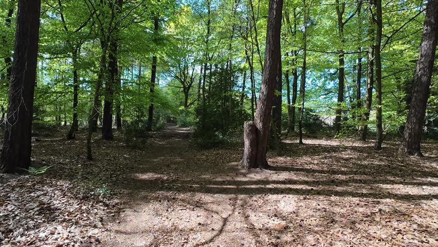 Sunlit view of a lush deciduous forest in spring, featuring vibrant green beech leaves, slender tree trunks, and a forest floor covered in dry foliage and fresh grass.