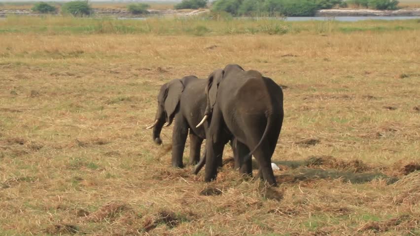 Elephants in the Okavango Delta in Botswana (Loxodonta africana)
