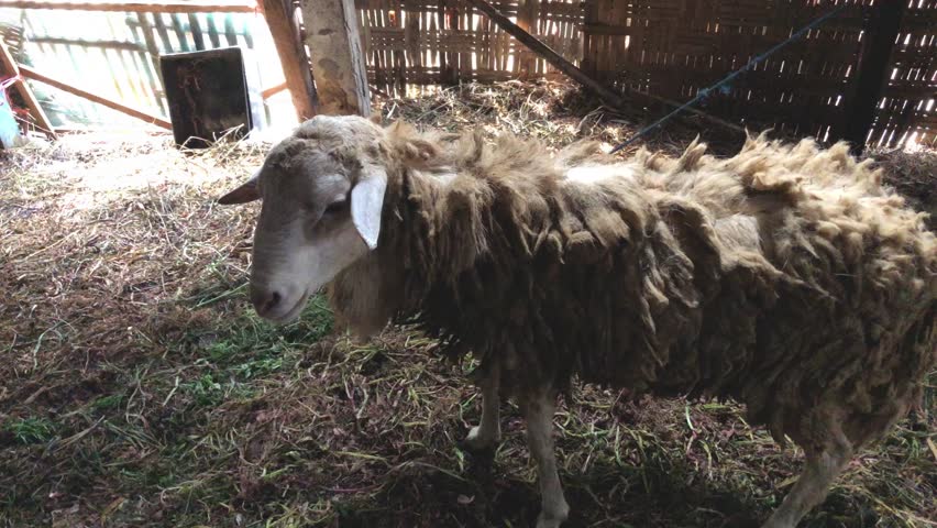 a Javanese goat in the pen, this goat will be used for sacrifice on Eid al-Adha, Magetan, May 2026