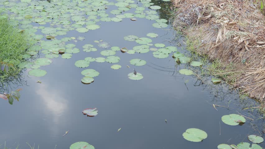 Small bird perches on water lily leaf in center of serene pond surrounded by lush green pads and calm reflective water under cloudy sky