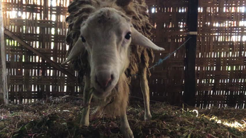 a Javanese goat in the pen, this goat will be used for sacrifice on Eid al-Adha, Magetan, May 2026