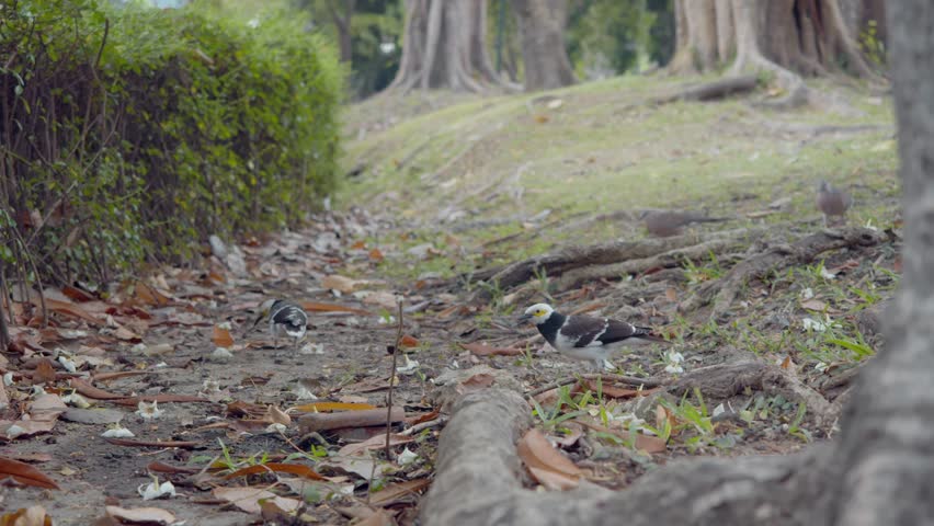 Several small white birds with black markings stand and forage on fallen log covered in dry leaves amid grassy ground near bushes and tall tree trunks in shaded forest