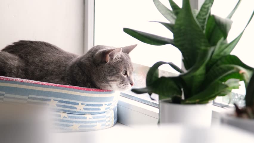 domestic cat looks out the window while sitting in a bed, plants
