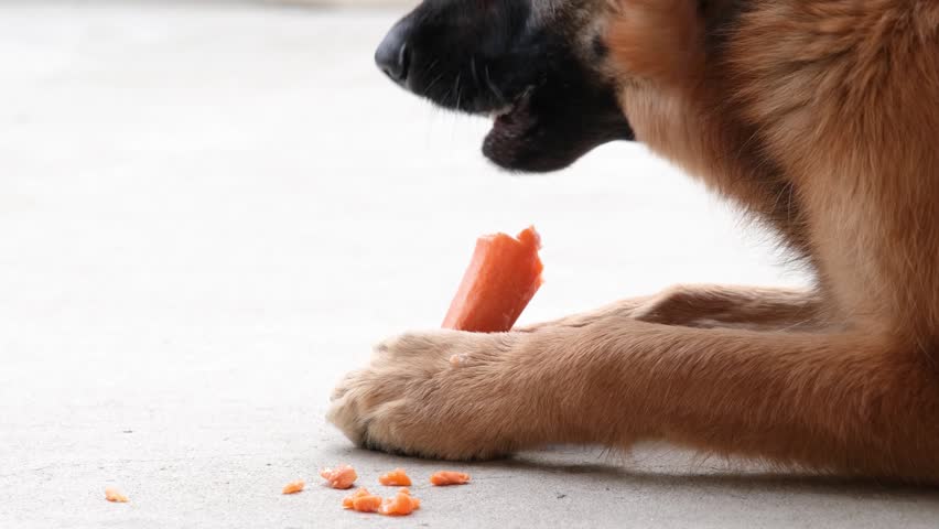 Teeth care. shepherd dog eating organic healthy snack carrot lying on the floor