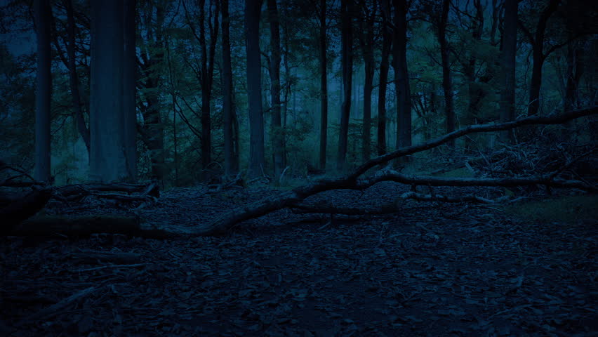 Path Through Dark Woods With Fallen Tree