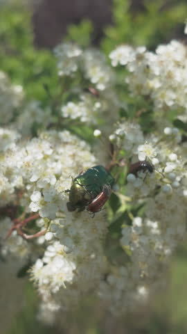 Vertical footage, Close-up of Copper chafer (Protaetia cuprea) and other beetles on small white flowers of flowering Scarlet firethorn (Pyracantha coccinea)