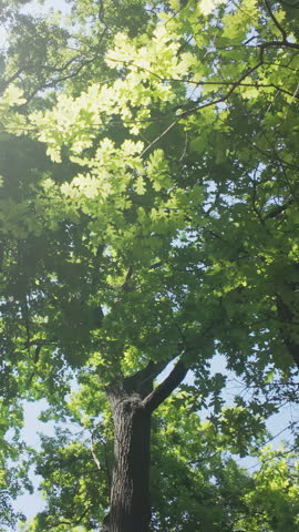 Vertical footage, Walk under oak trees, sunlight shining through thick foliage, backlit by sun, camera moving forwards, view from below