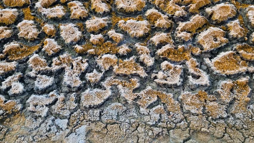 Dry salt flat landscape with cracked textured mineral formations under natural light outdoors