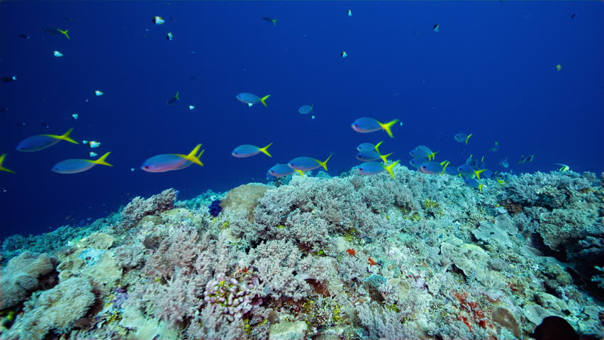 A school of blue and yellow fish swim up a reef towards camera