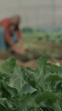 Vertical video: Pullback showing farmer kneeling tending soil, pyramid squiggle showing growth data. Greenhouse, seedlings, rows, hoophouse, senior, gardener, vertical video - Powered by Shutterstock - Get 15% off with code: PIKWIZARD15