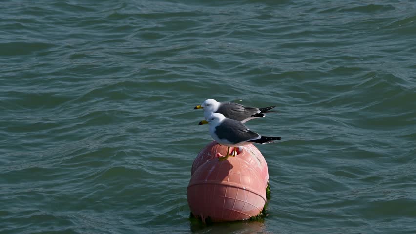Two seagulls on a buoy in the sea