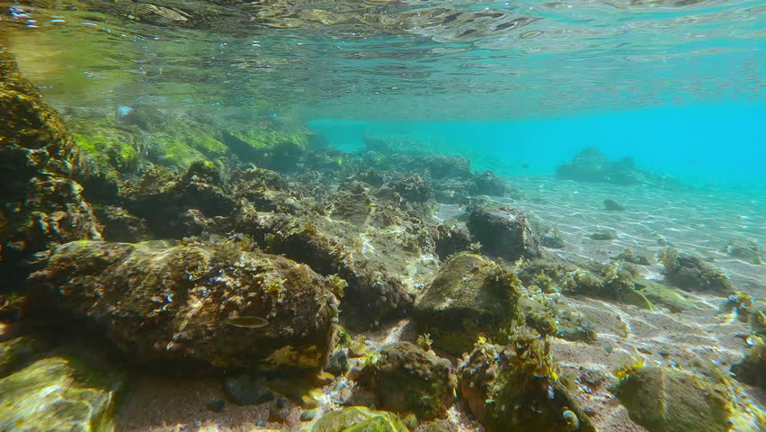 Sun-drenched rocks cloaked in green and brown seaweed rest upon bed of golden sand. Underwater seascape with Silverside Atherina fish dart through under midday glare, creating perfect scene