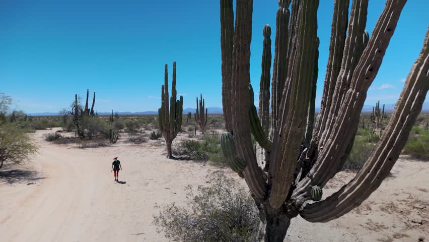 A mature woman is hiking among giant cactus in the Valley of the Giants located in Baja California, Mexico during the day