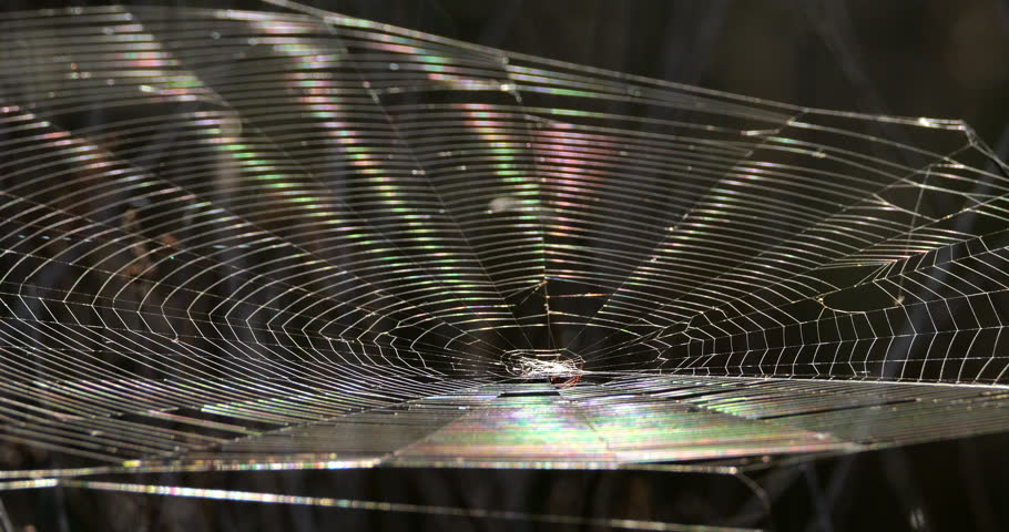A spider web against a black background, the Camargue, Southern France.