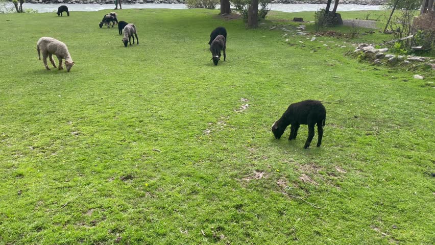 Sheep Grazing on Green Pasture  Peaceful Rural Farm Landscape