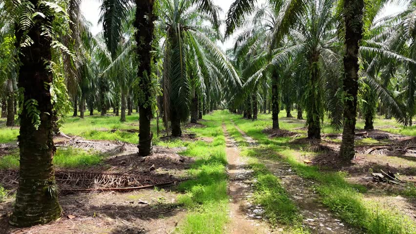 The image shows a palm oil plantation with rows of tall palm trees. A dirt path runs through the middle of the plantation, with green vegetation and fallen palm fronds covering the ground.