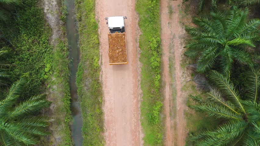 An aerial shot depicts a truck carrying a load of palm fruit bunches down a dirt road. The road is bordered by lush green palm trees on one side and a narrow waterway on the other. The truck appears to be navigating through a plantation or agricultural area.