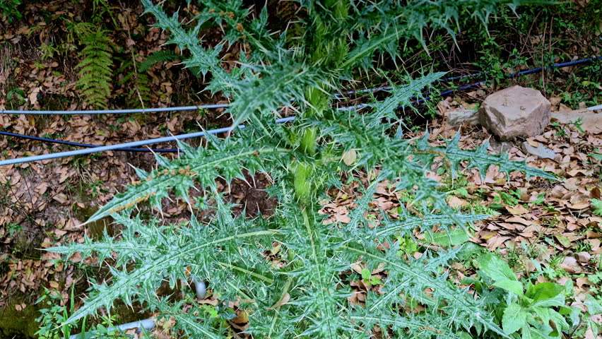 A wider view of a spiky wild thistle-like plant with dense, needle-sharp leaves spreading outward in Nainital, set against a forest floor layered with dry leaves, stones, winding cables in background.