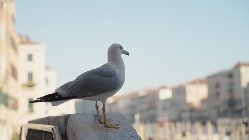 Seagull Flying Away On Beautiful Venice Background. Italy travel, European city