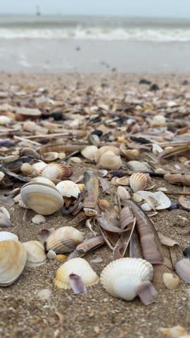 People walk along Omaha Beach looking for shells. The sand is covered with different types of shells and bits of marine life. Waves wash up on the shore.