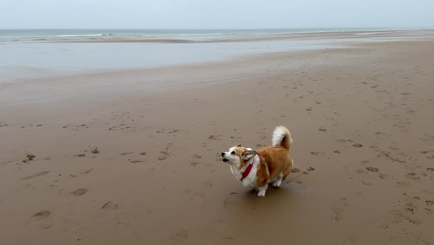 A corgi explores the sandy shoreline of Omaha Beach. The dog walks along the beach while waves rush in and out. The cloudy sky adds a unique touch to the setting.