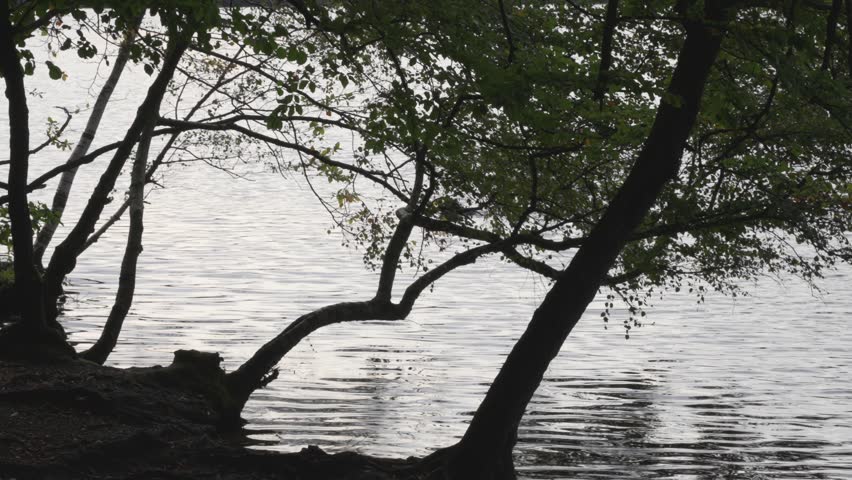 dog wading through the water