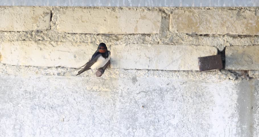 Pair of Barn Swallows (Hirundo rustica) preening feathers on a farmhouse wall in Abruzzo, Italy