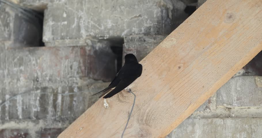 Barn Swallow (Hirundo rustica) preening feathers inside a farmhouse in Abruzzo, Italy