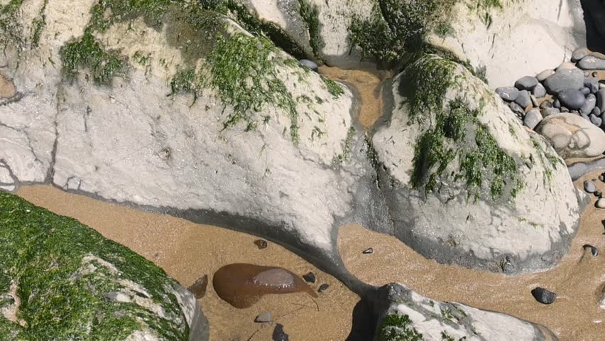Seawater retreating from a rocky shoreline with green seaweed during low tide on a sunny day