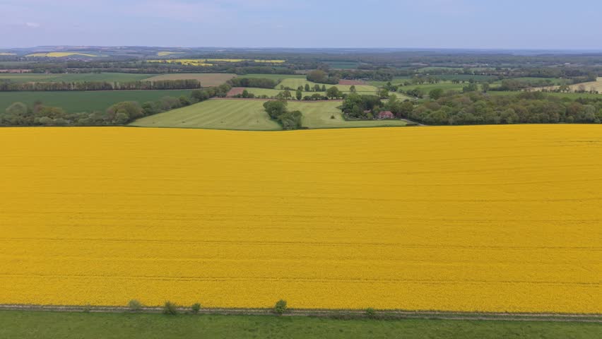 Aerial drone footage of a vibrant yellow rapeseed field in Wiltshire, England, showcasing blooming flowers across the rural countryside. Scenic elevated view highlighting the beauty of British farmland during springtime.