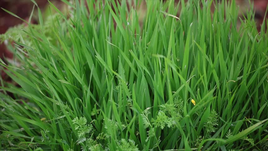 The earth comes back to life with the arrival of spring, and the grass sways in the rain.